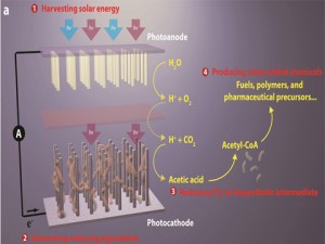 Artifical photosynthesis2