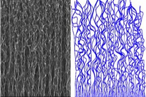 On the left, a scanning electron micrograph of a carbon nanotube forest. The figure on the right is a numerically simulated CNT forest.