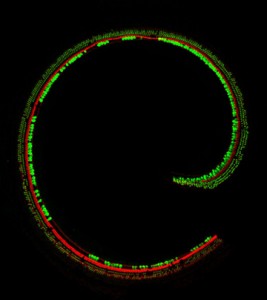 Sensory hair cells in the cochlea of a Beethoven mouse treated with TMC2 gene therapy. 